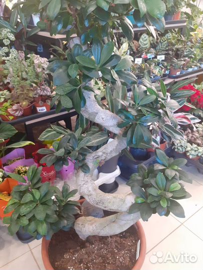 Дерево бонсай большое