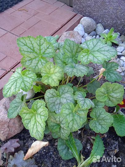 Саженцы садовых цветов