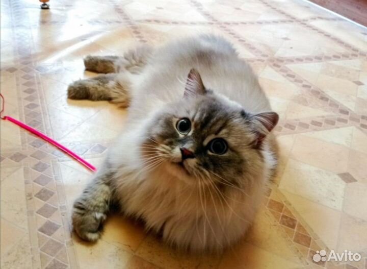 Зооняня, котоняня. Не передержка