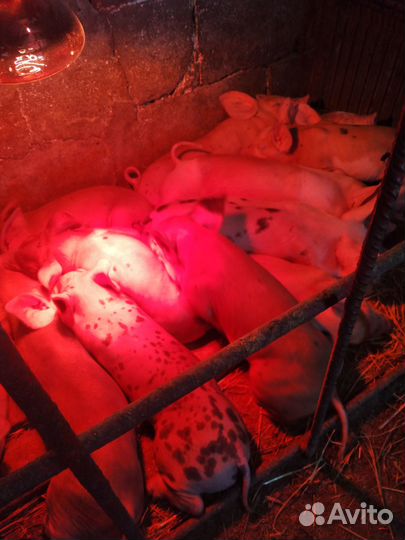 Поросятки разных пород