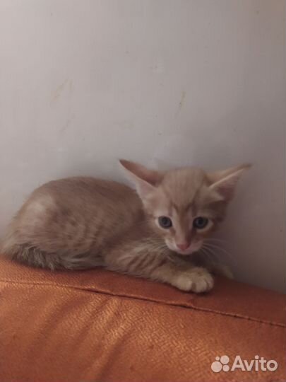 Продам котёнка от домашней кошки, мальчик, 1,5 мес