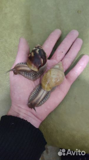 Улитки ахатин