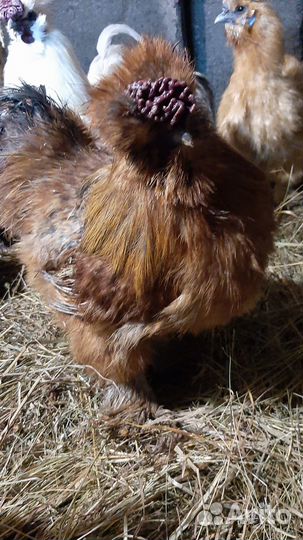 Продаю породистых петухов