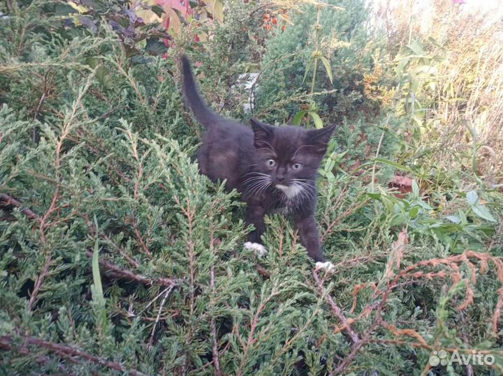 Милые котята в добрые руки