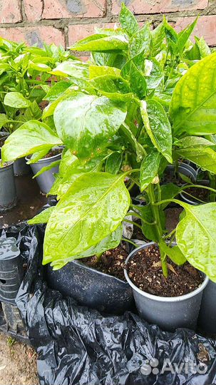 Рассада перцев