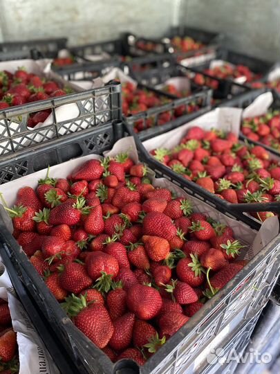 Клубника оптом