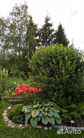 Хоста Френсис Вильямс