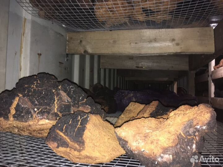 Гриб Чага Берёзовая с Алтая