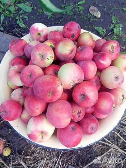 Яблоки брусничные