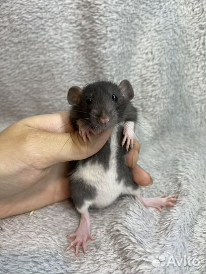 Крысята дамбо, шикарные детки