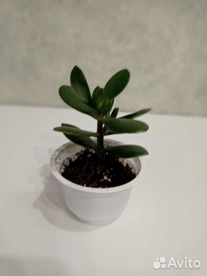 Комнатные цветы шефлера