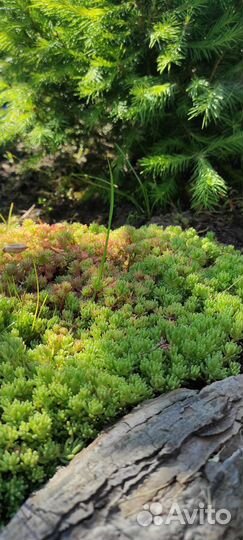 Почвопокровники