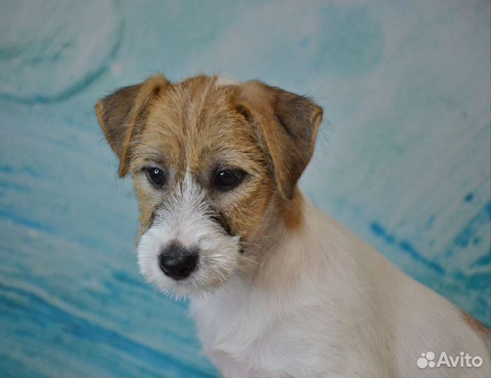 Щенок Джек Рассел терьера. Девочка