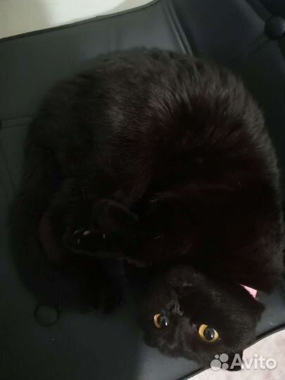 Передержка кошек