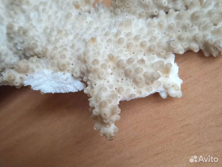 Коралл натуральный, белый, 36*26 см