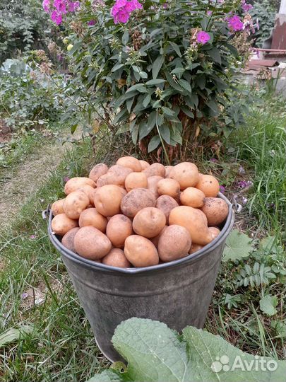 Картофель мелкий с доставкой