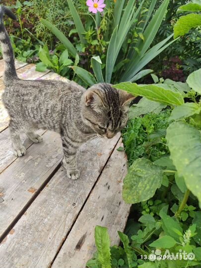 Котик в добрые руки мальчик месяцев 6