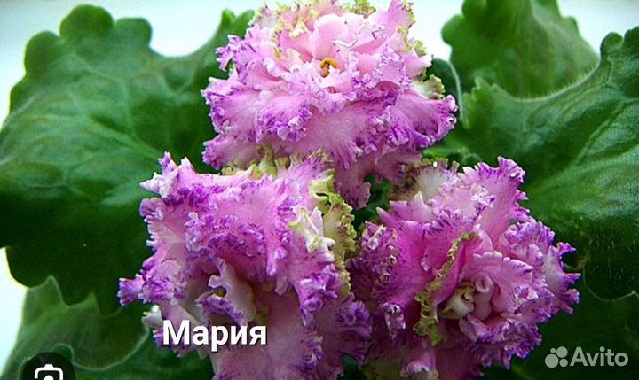 Детки сортовых фиалок