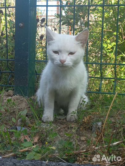 Кошка, котята
