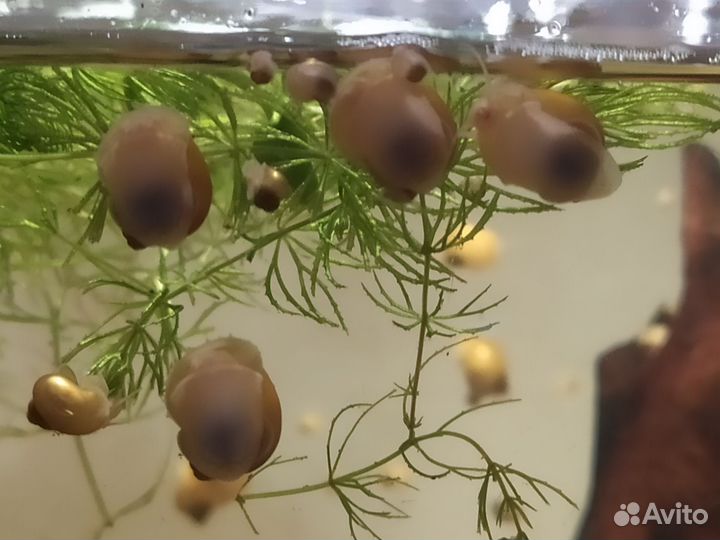 Детки желтых ампулярий