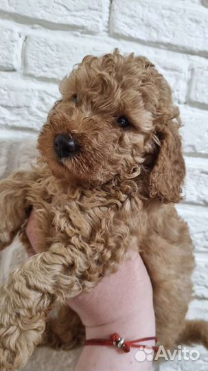 Щенки той пуделя