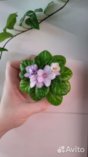 Сортовые фиалки цветущие