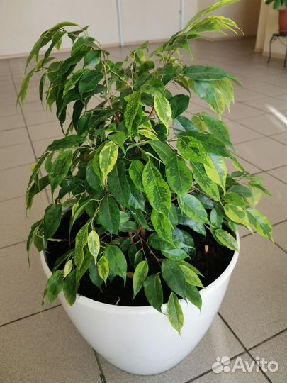 Фикус бенджамина