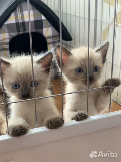 Тайские котята