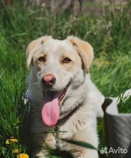 Девочка ищет дом