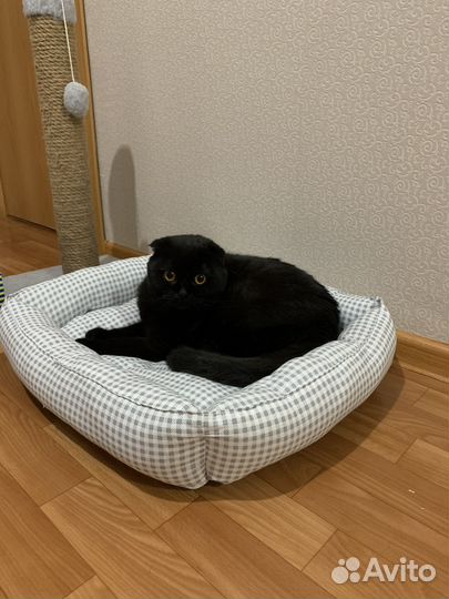 Шотландский вислоухий кот