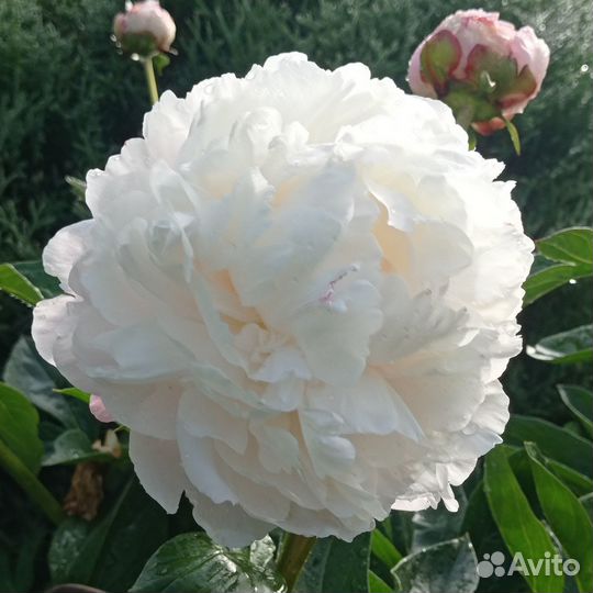 10 сортов махровых пионов корни