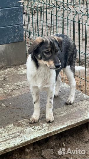 Собака бесплатно