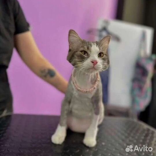 Кошка в дар бесплатно