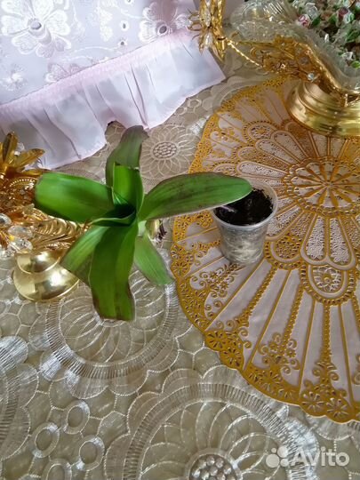 Кактусы, денежное дерево, алоэ, золотой ус