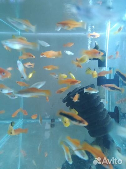 Аквариумные рыбки