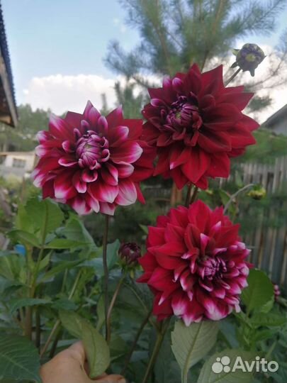 Георгин, клубни