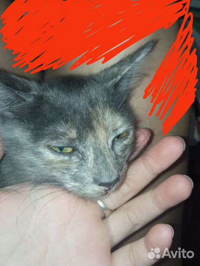 Кошка в дар