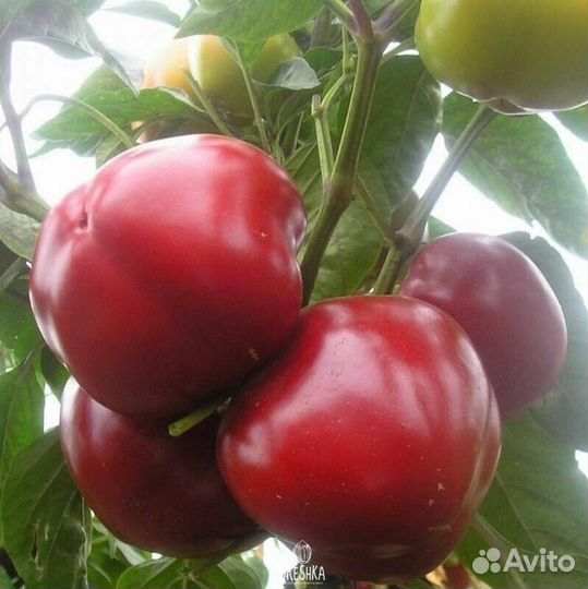 Семена перцев. Собраны 2023 год