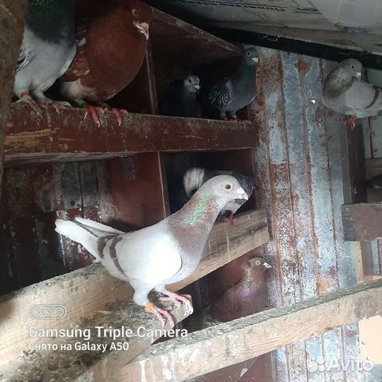 Голуби почтовые