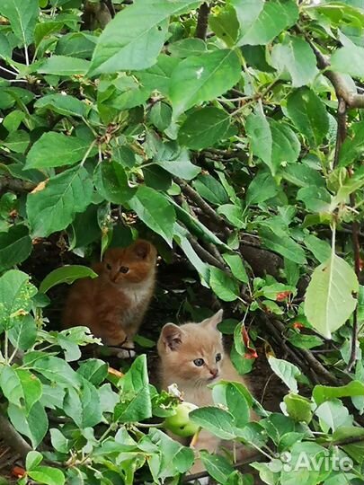 Котята