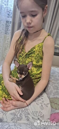 Чихуахуа мини