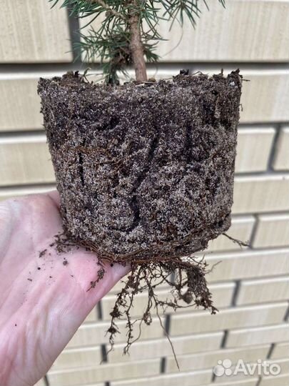 Голубая ель