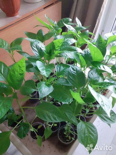 Рассада баклажан и перца