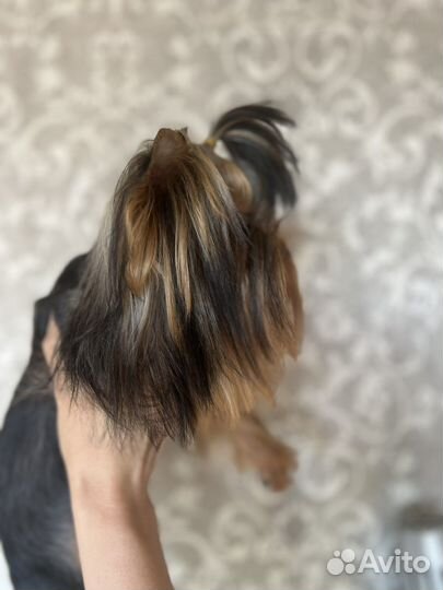 Микро и мини кобели с беби фейс вязка