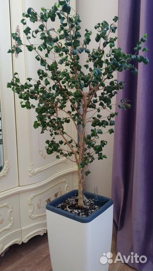 Фикус Барок (черенок)