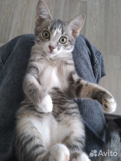 Кошка в добрые руки котенок девочка бесплатно