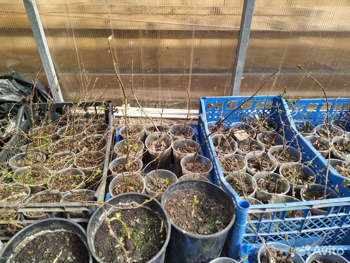 Жимолость, лапчатка, ягода годжи