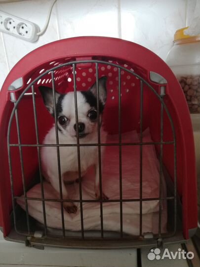 Солнышко (мини) чишка