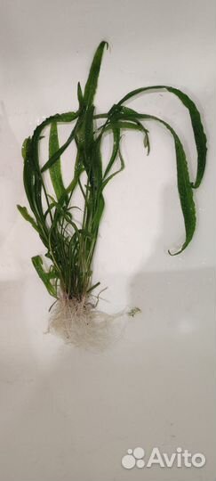 Криптокорина, валлиснерия, роголистник