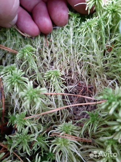Мох сфагнум Заказы летом. Читать внимательно